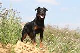 BEAUCERON 222